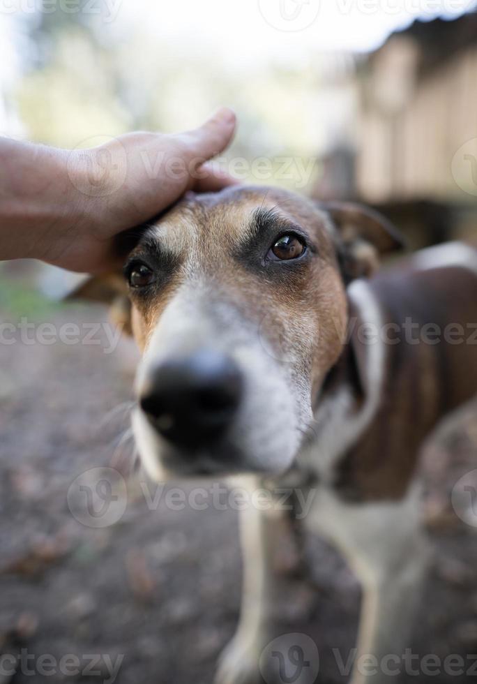 A lonely and sad guard dog on a chain near a dog house outdoors. photo