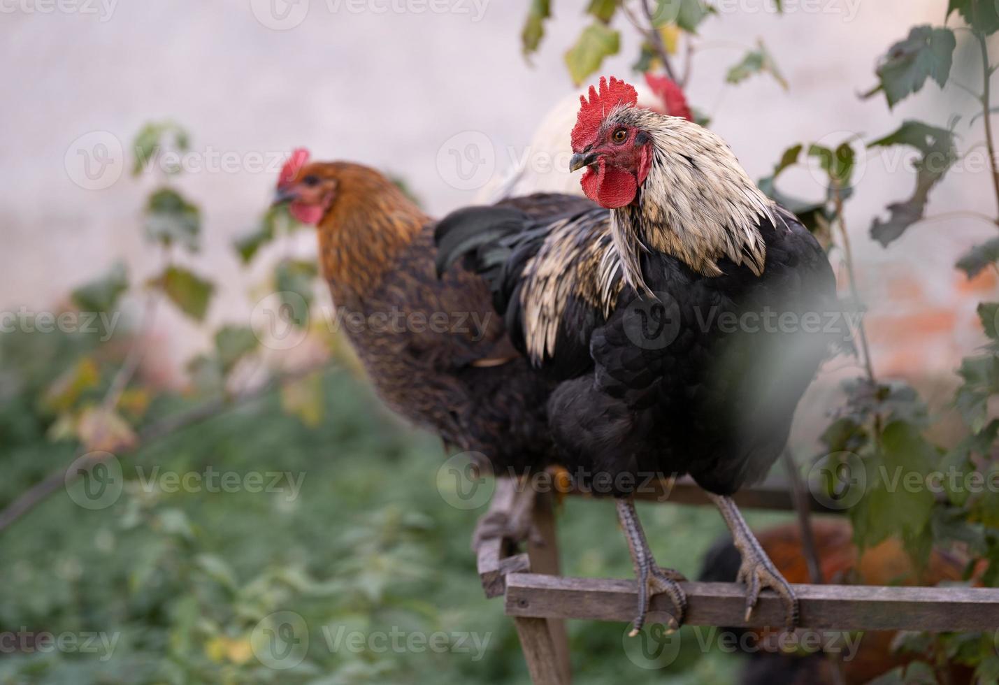 beautiful chickens and roosters outdoors in the yard. photo