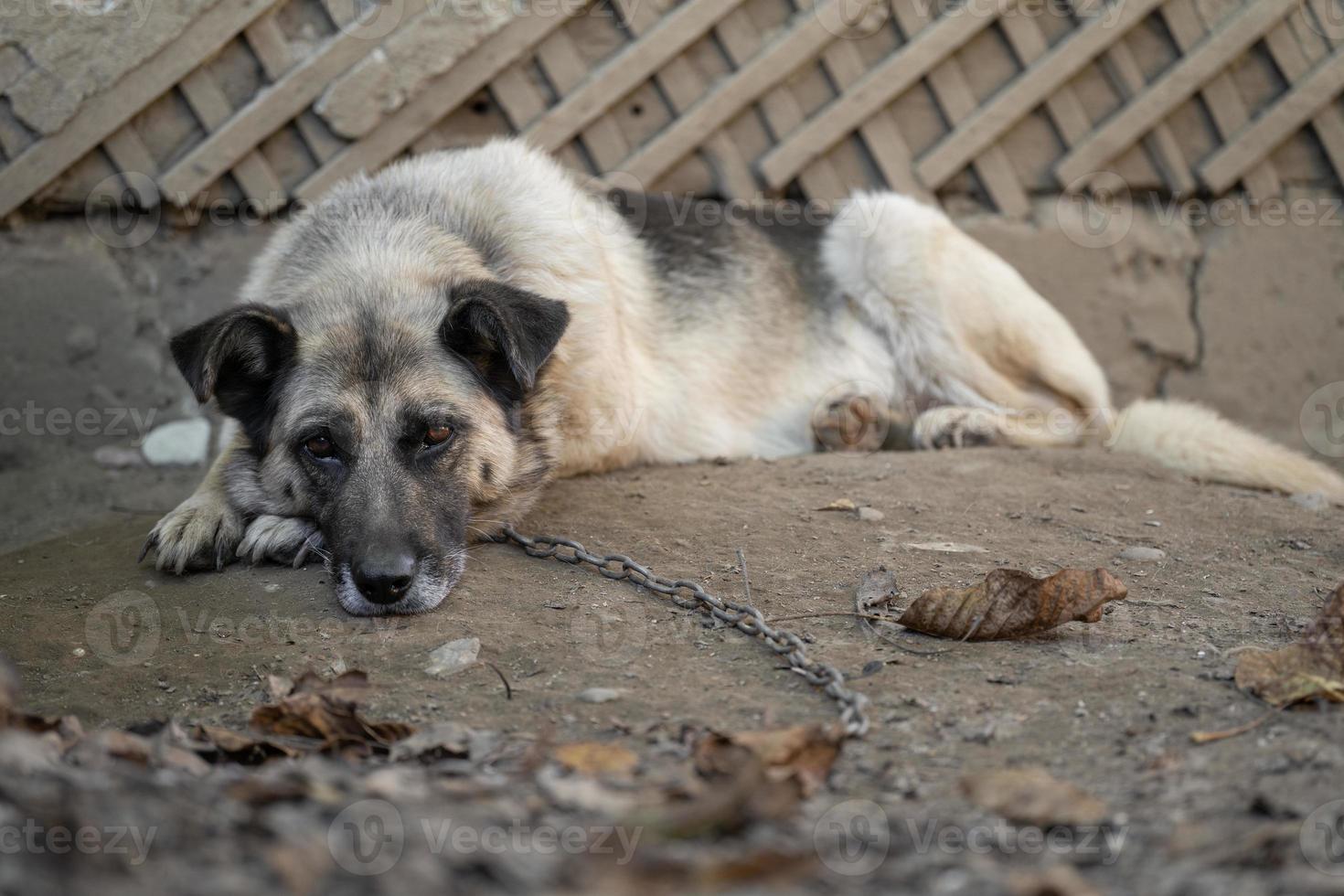 A lonely and sad guard dog on a chain near a dog house outdoors. photo