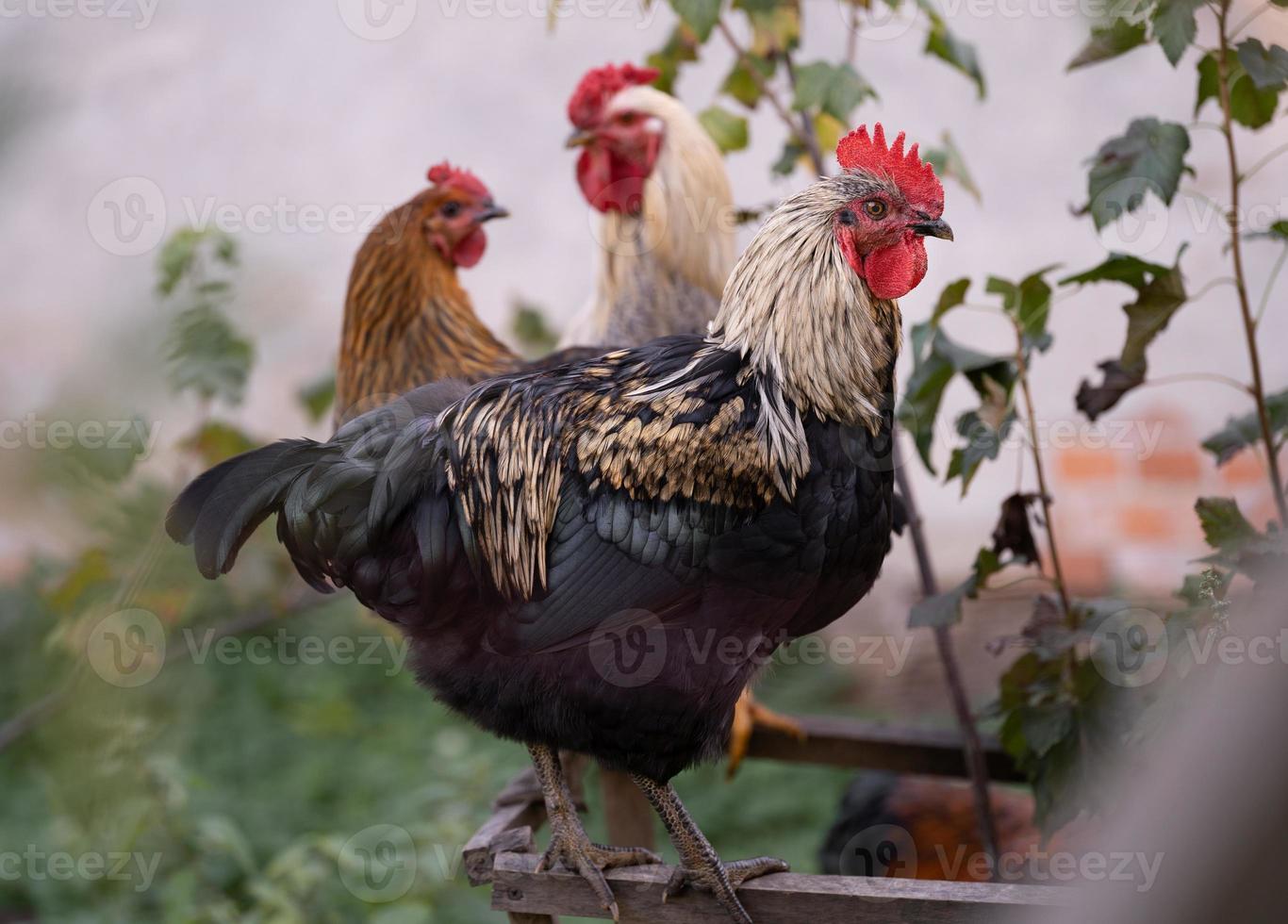 beautiful chickens and roosters outdoors in the yard. photo