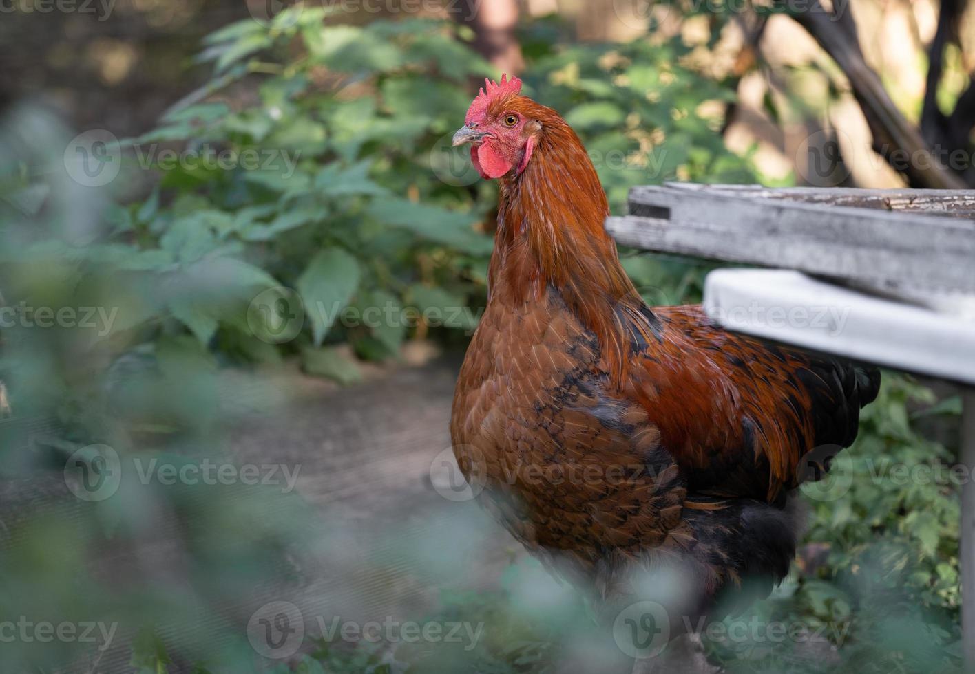 beautiful chickens and roosters outdoors in the yard. photo