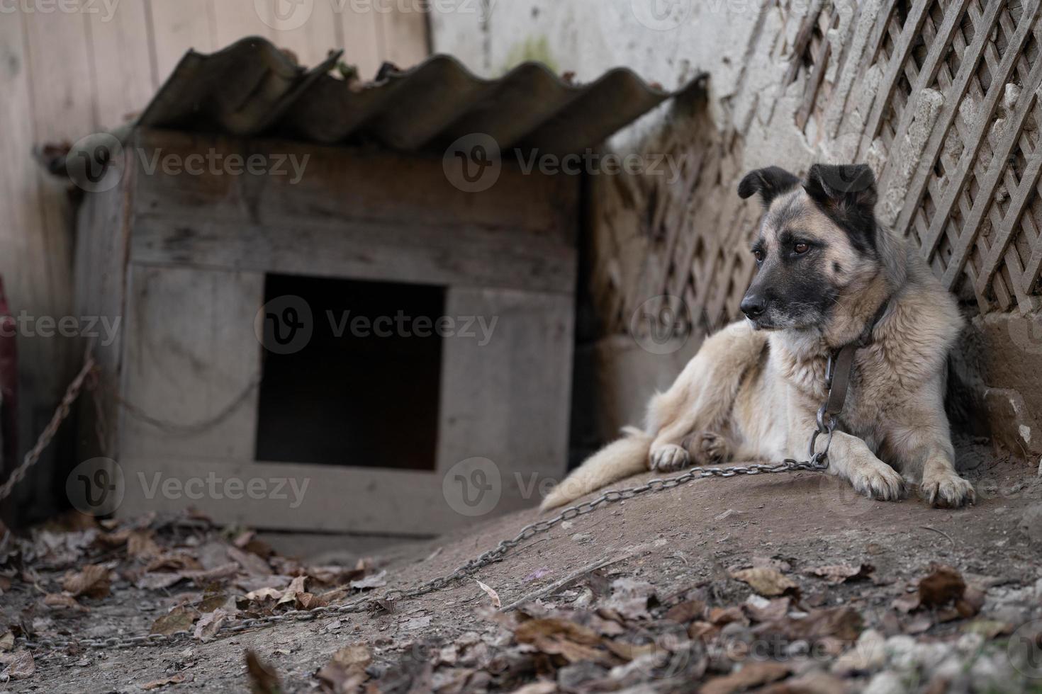 un solitario y triste Guardia perro en un cadena cerca un perro casa al aire libre. foto