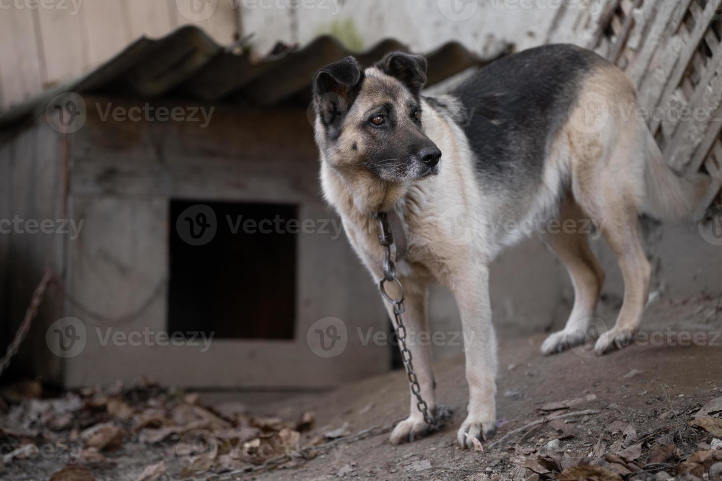 un solitario y triste Guardia perro en un cadena cerca un perro casa al aire libre. foto