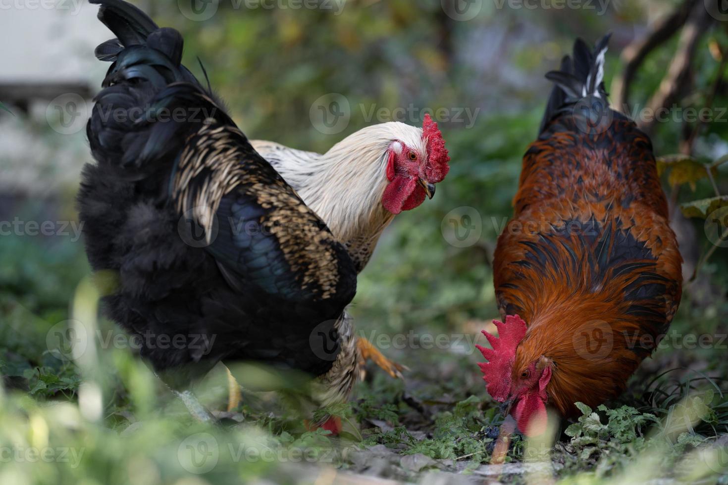 beautiful chickens and roosters outdoors in the yard. photo