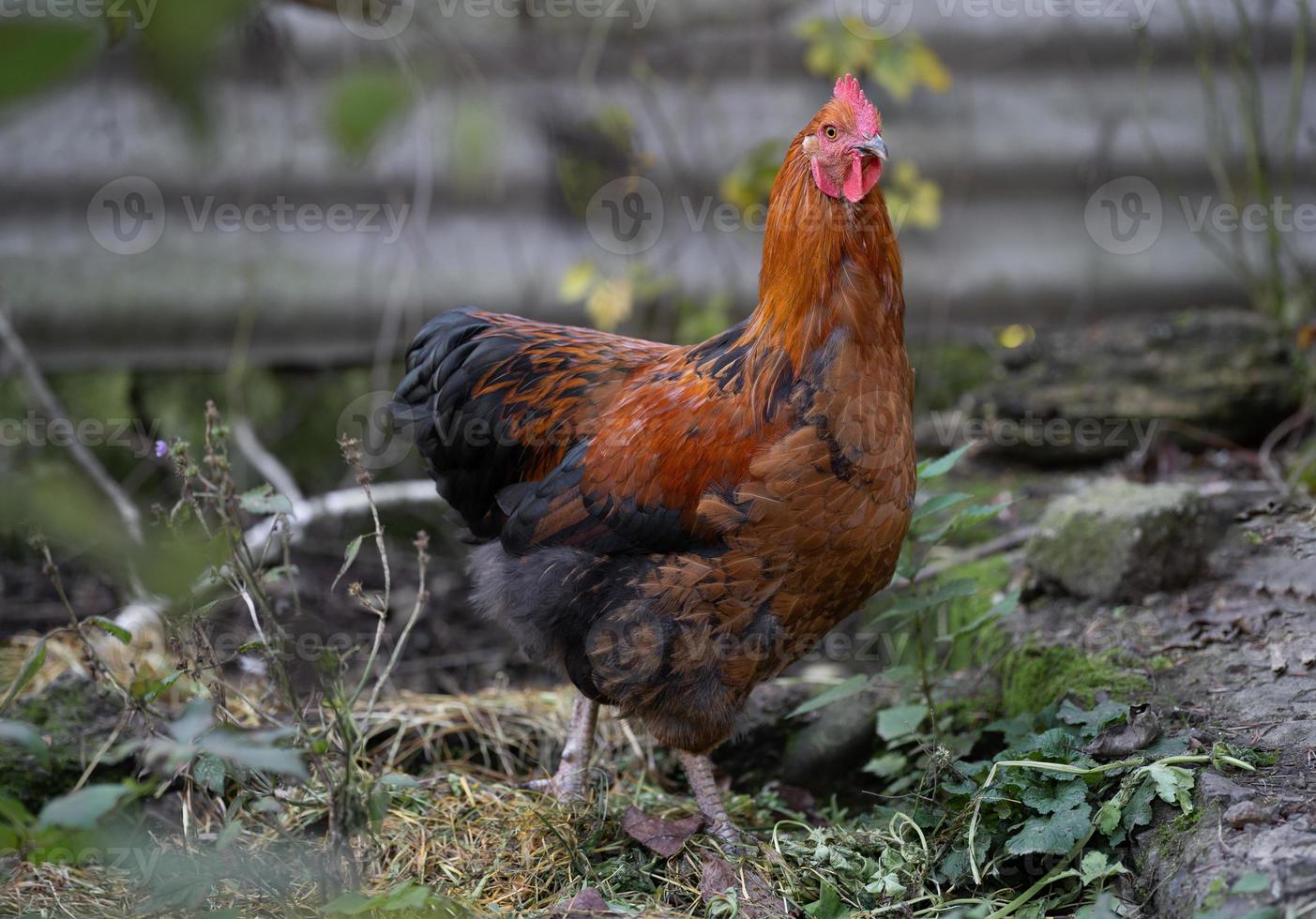 beautiful chickens and roosters outdoors in the yard. photo