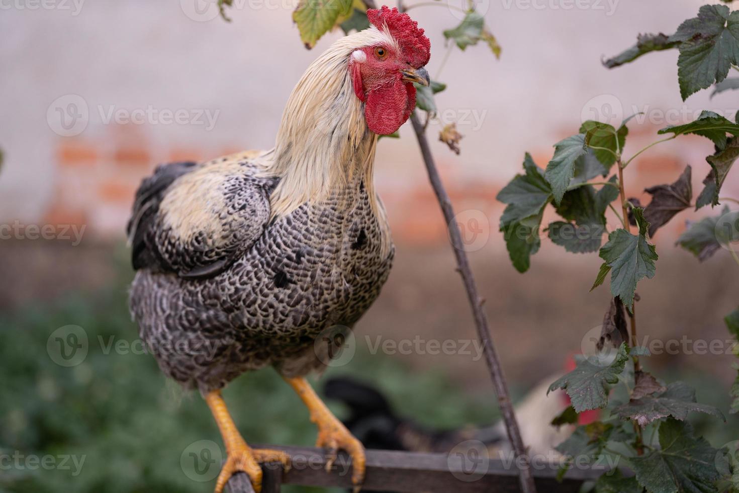 beautiful chickens and roosters outdoors in the yard. photo