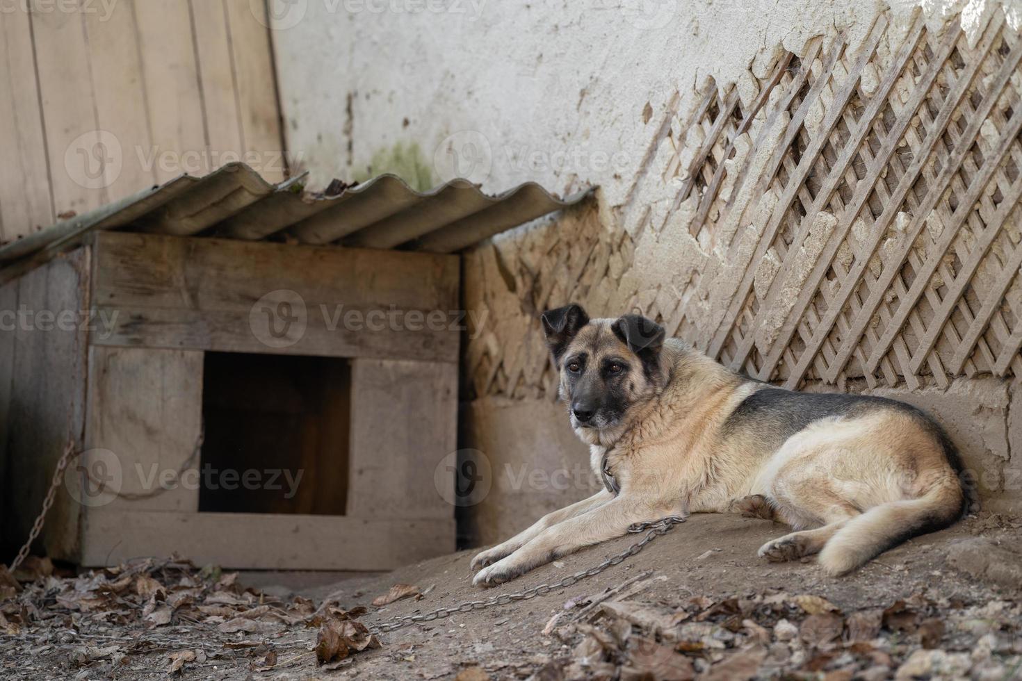 A lonely and sad guard dog on a chain near a dog house outdoors. photo