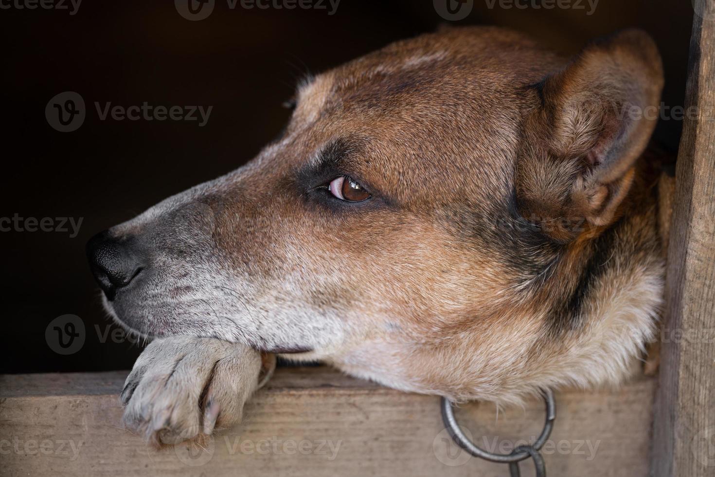 A lonely and sad guard dog on a chain near a dog house outdoors. photo