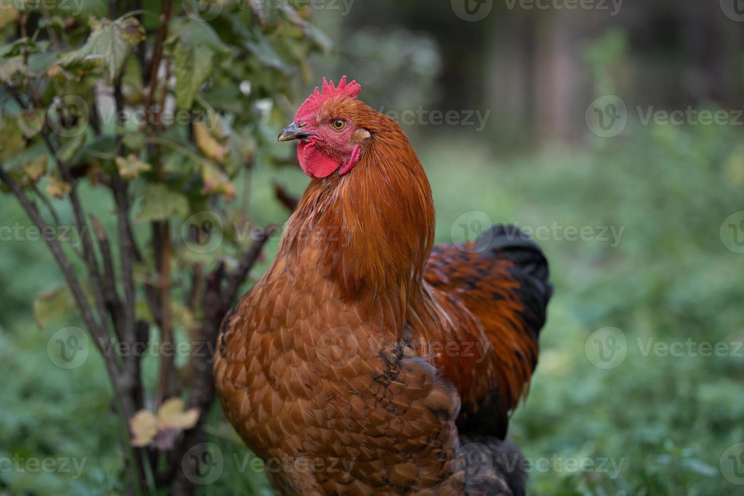 beautiful chickens and roosters outdoors in the yard. photo