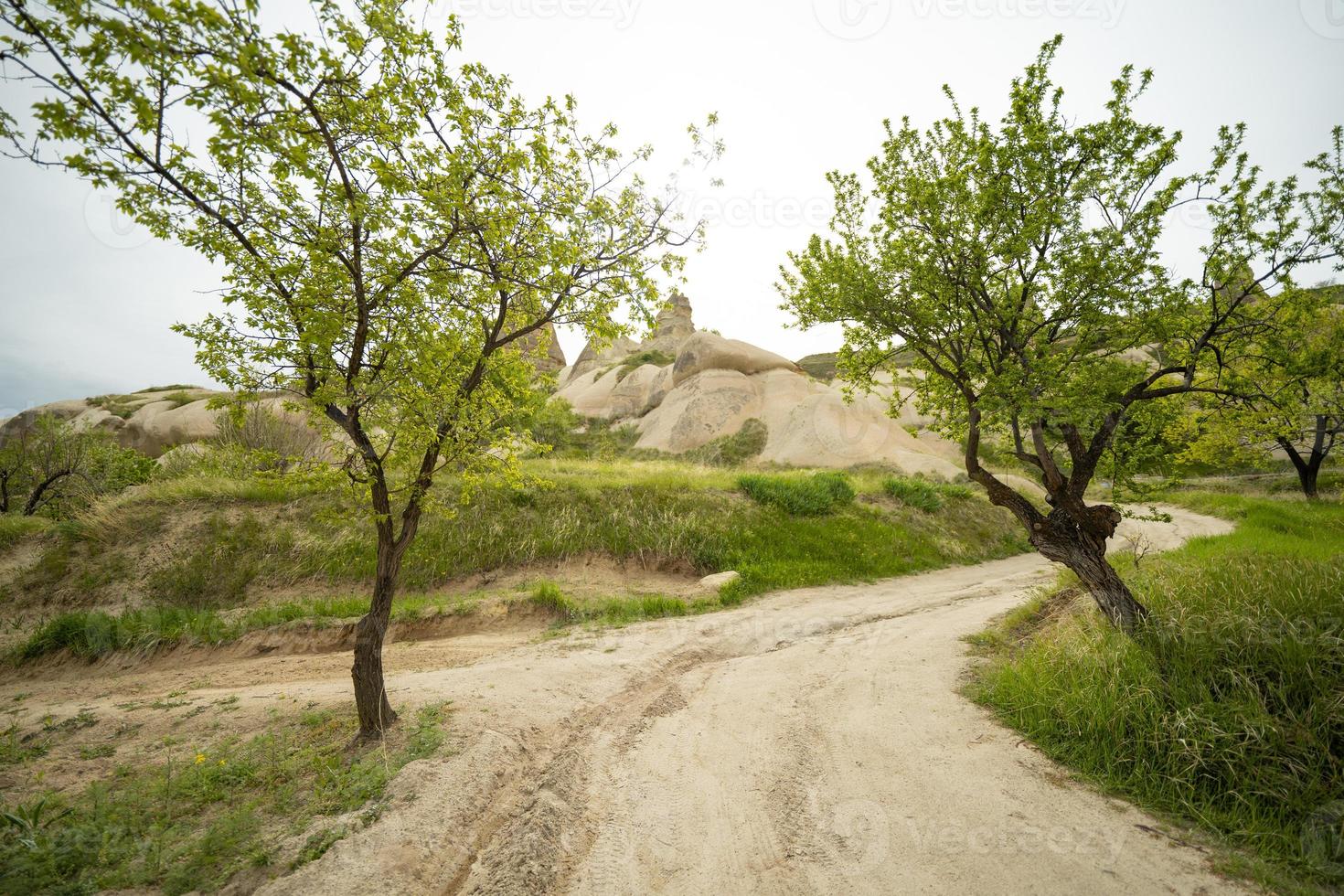 a path between the trees to the stony hills photo