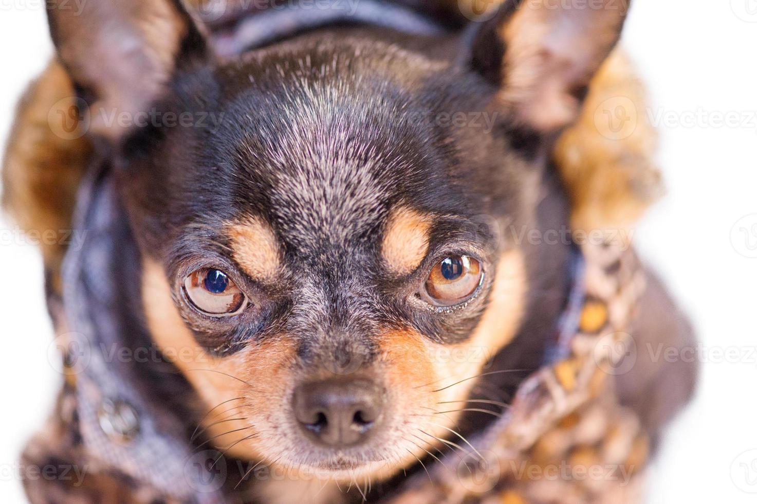 Chihuahua isolate on white. A dog of a small breed in clothes. photo