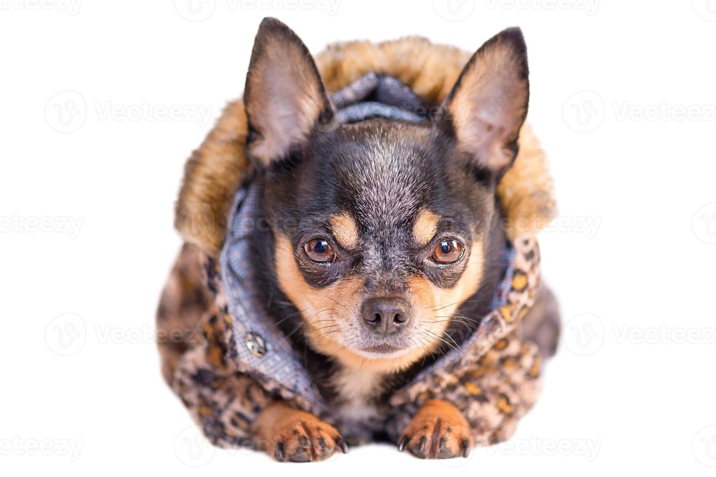 linda chihuahua aislar en blanco. retrato de un adulto pequeño raza perro. un mascota, un animal. foto