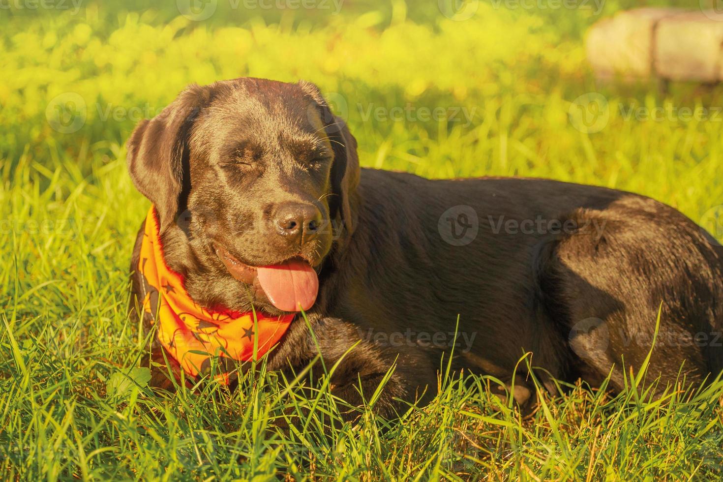 Labrador retriever dog in Halloween orange. A black dog is lying down. photo