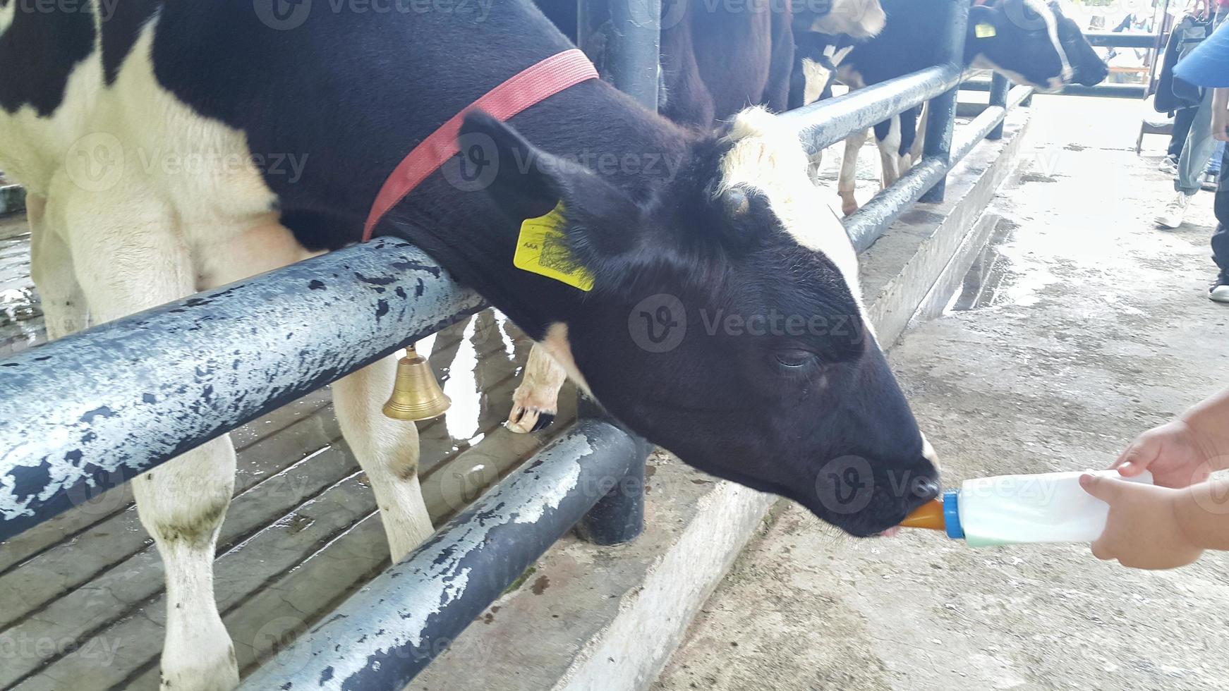 A black and white cow or Holstein Friesian cattle drinking milk from a bottle on a farm photo