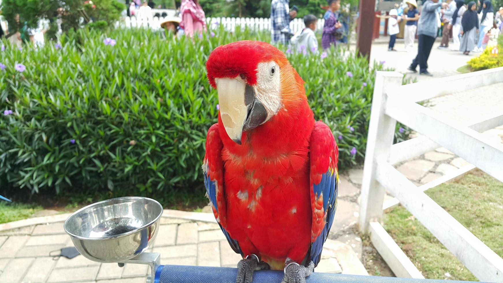 bogor, Indonesia, diciembre 20, 2022 - cerca arriba de un escarlata guacamayo loro en pie en sus jaula a un turista Mancha foto