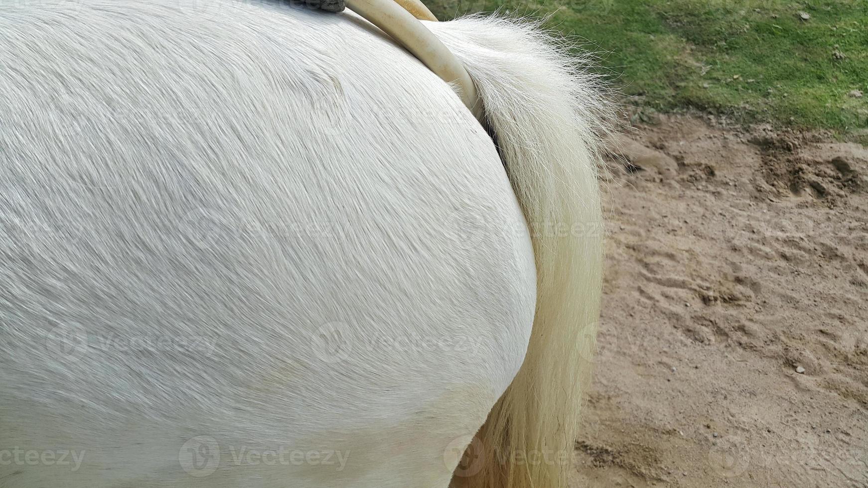 Close up of buttocks and ponytail. White horse on a farm. photo