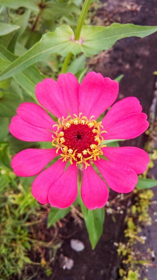 un muy hermosa rosado floreciente sedán flor foto