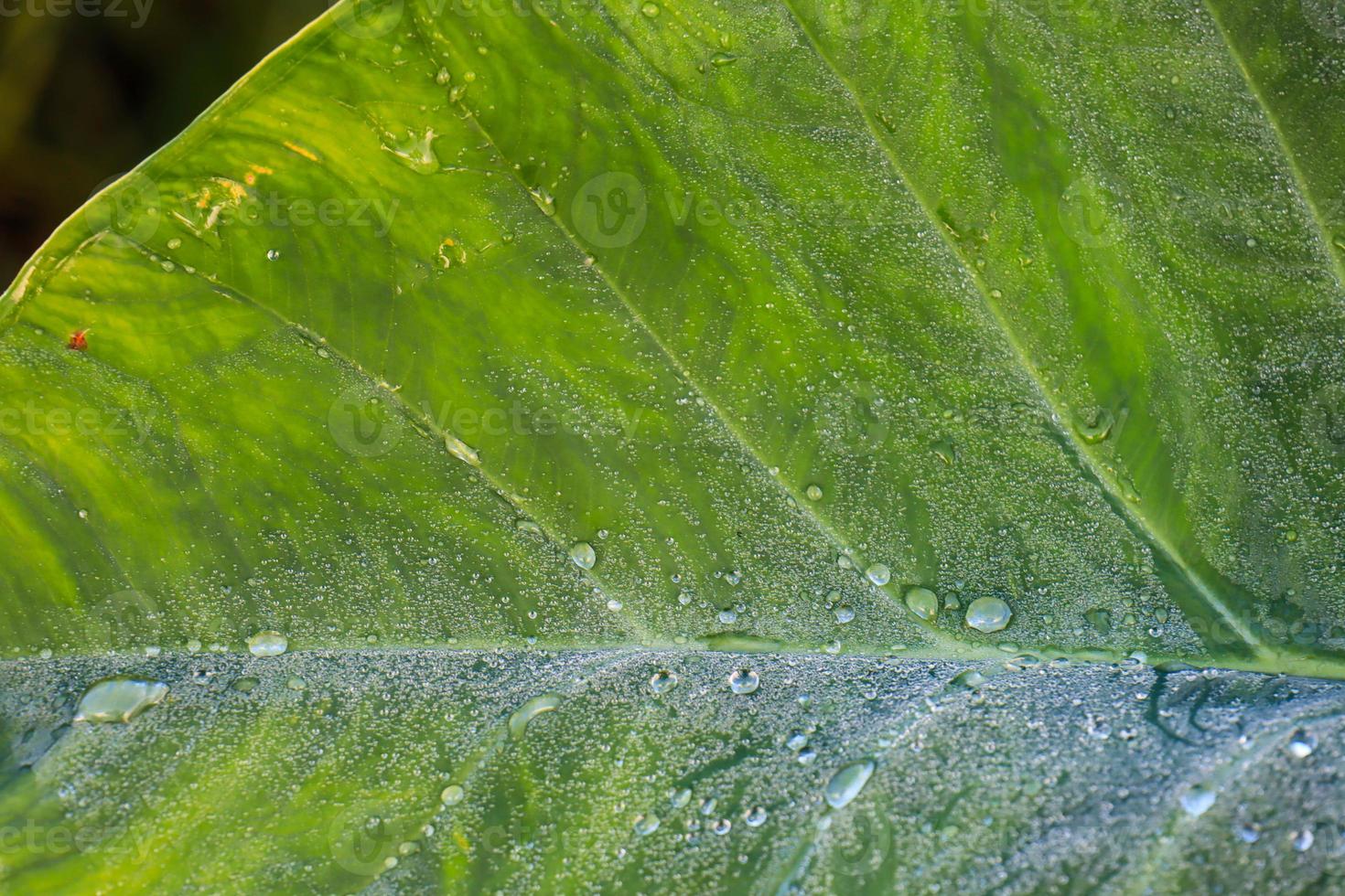 Close-up of morning dew water on a part of a plant leaf. photo