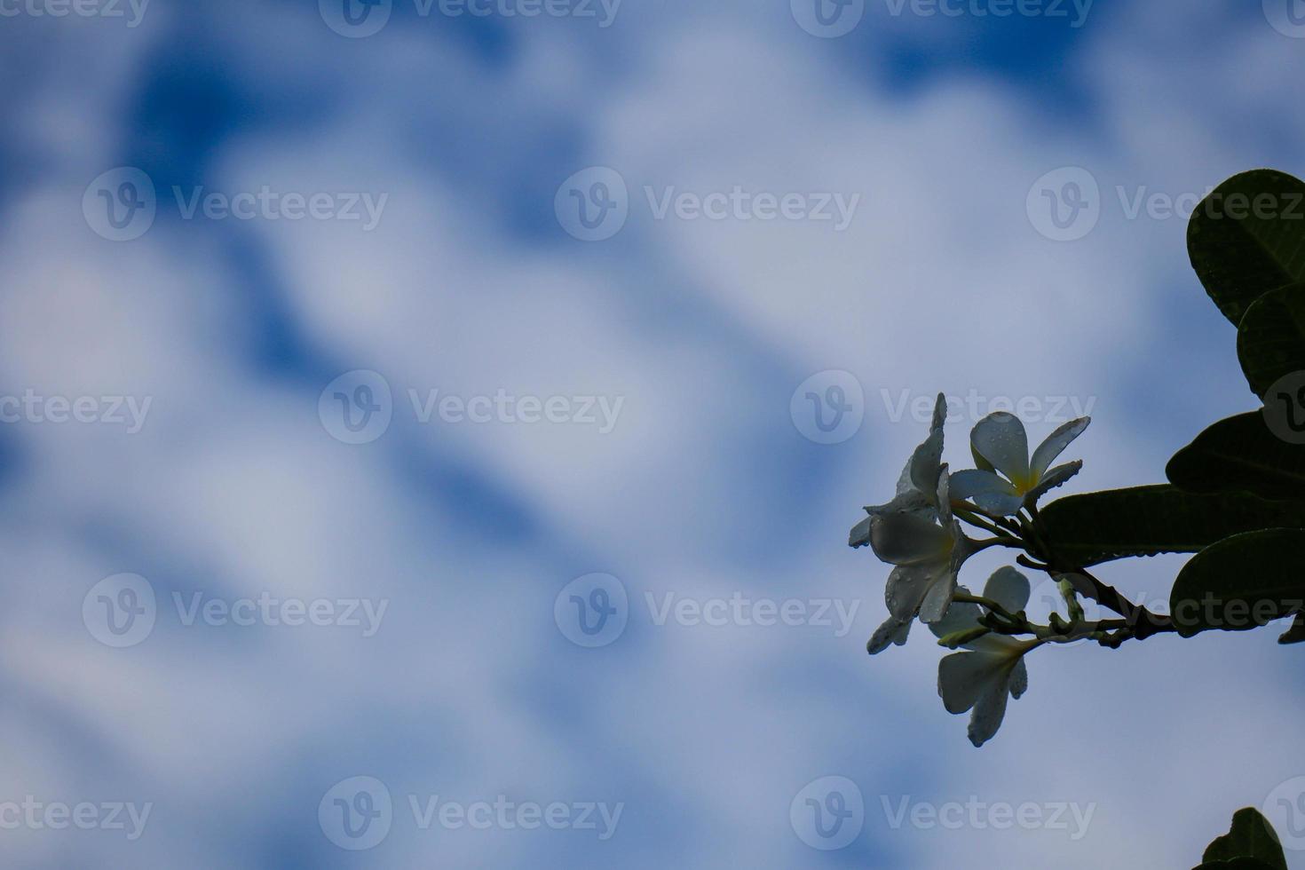 Plumeria alba flower is a species of the genus Plumeria. it has narrow elongated leaves, large white flowers and a strong aroma. photo