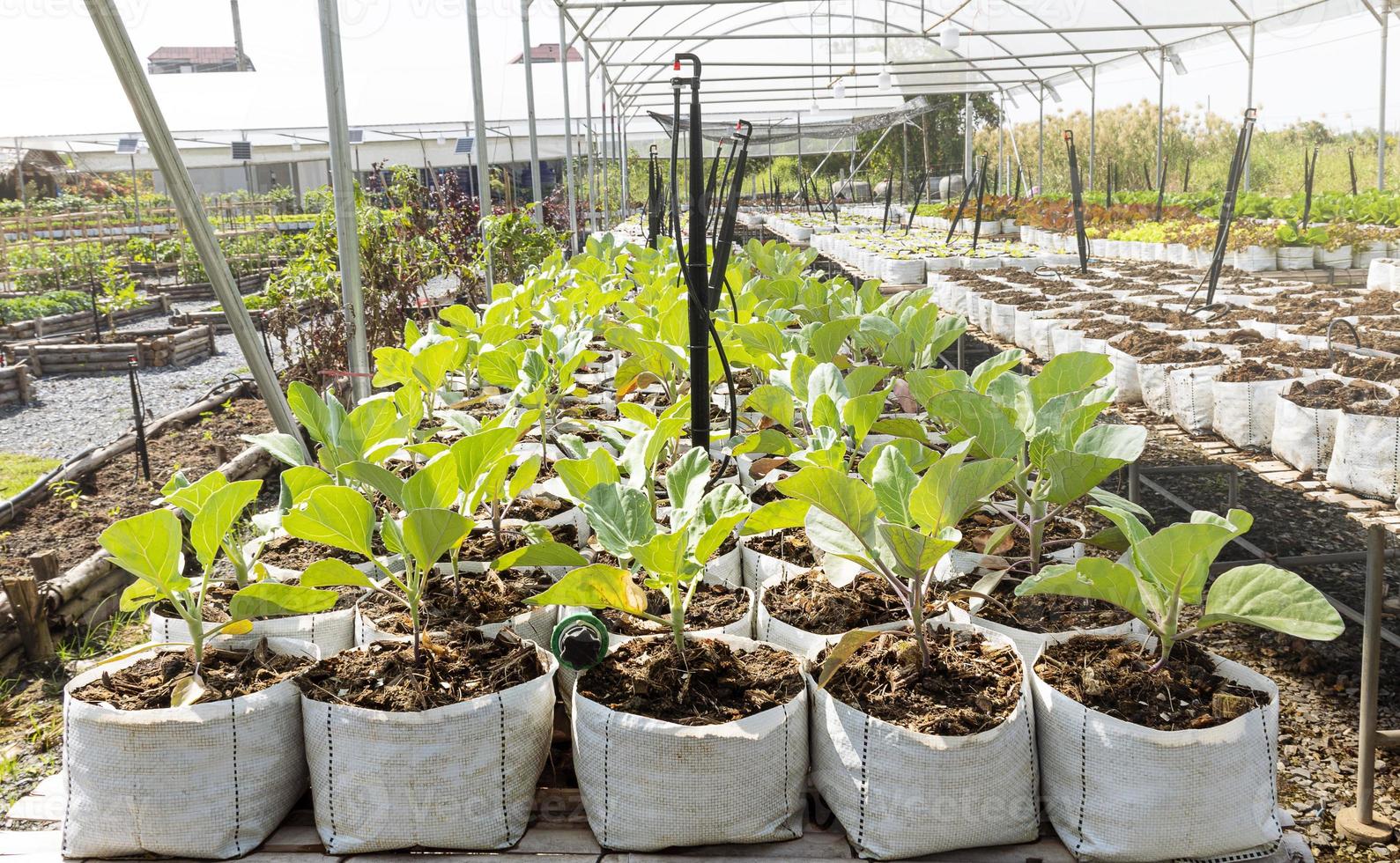 Green organic vegetable garden farm photo