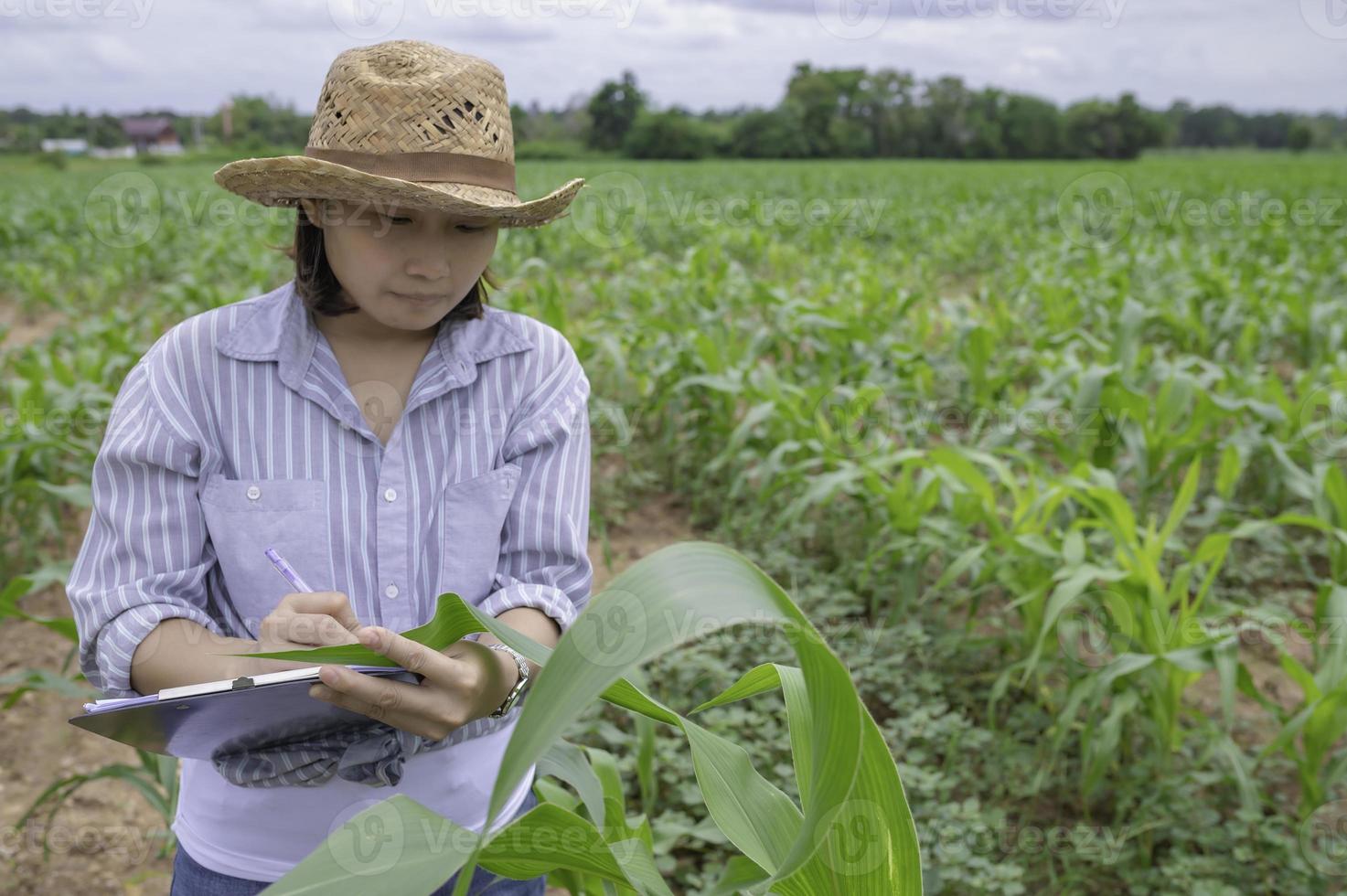 Female farmer working at corn farm,Collect data on the growth of corn plants photo