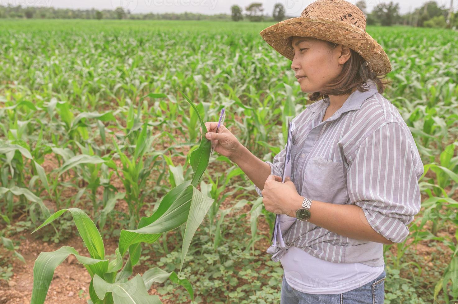 Female farmer working at corn farm,Collect data on the growth of corn plants photo