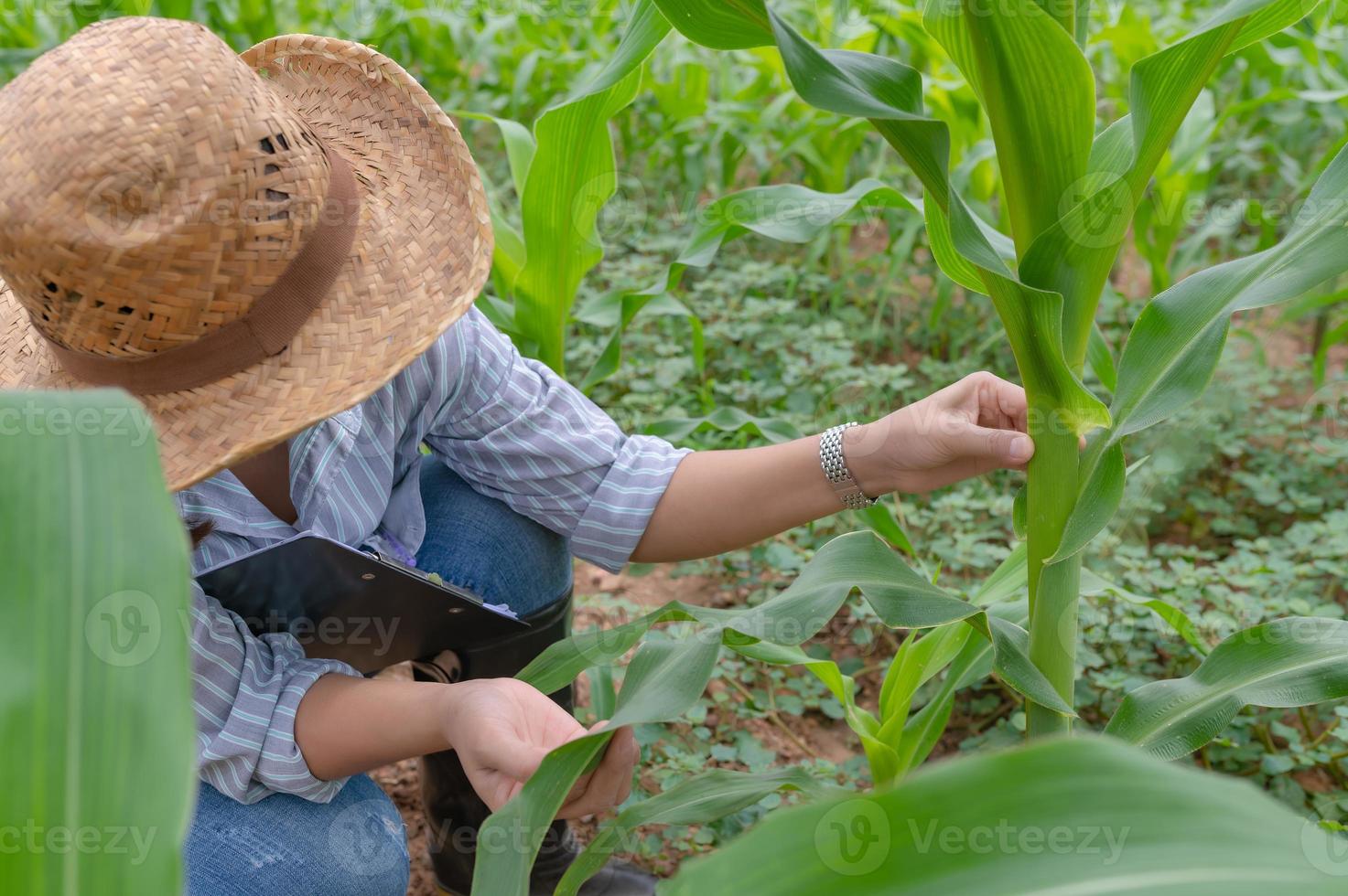 hembra granjero trabajando a maíz granja, recoger datos en el crecimiento de maíz plantas foto