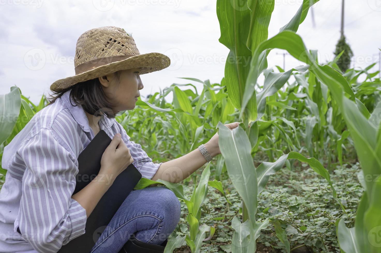 Female farmer working at corn farm,Collect data on the growth of corn plants photo