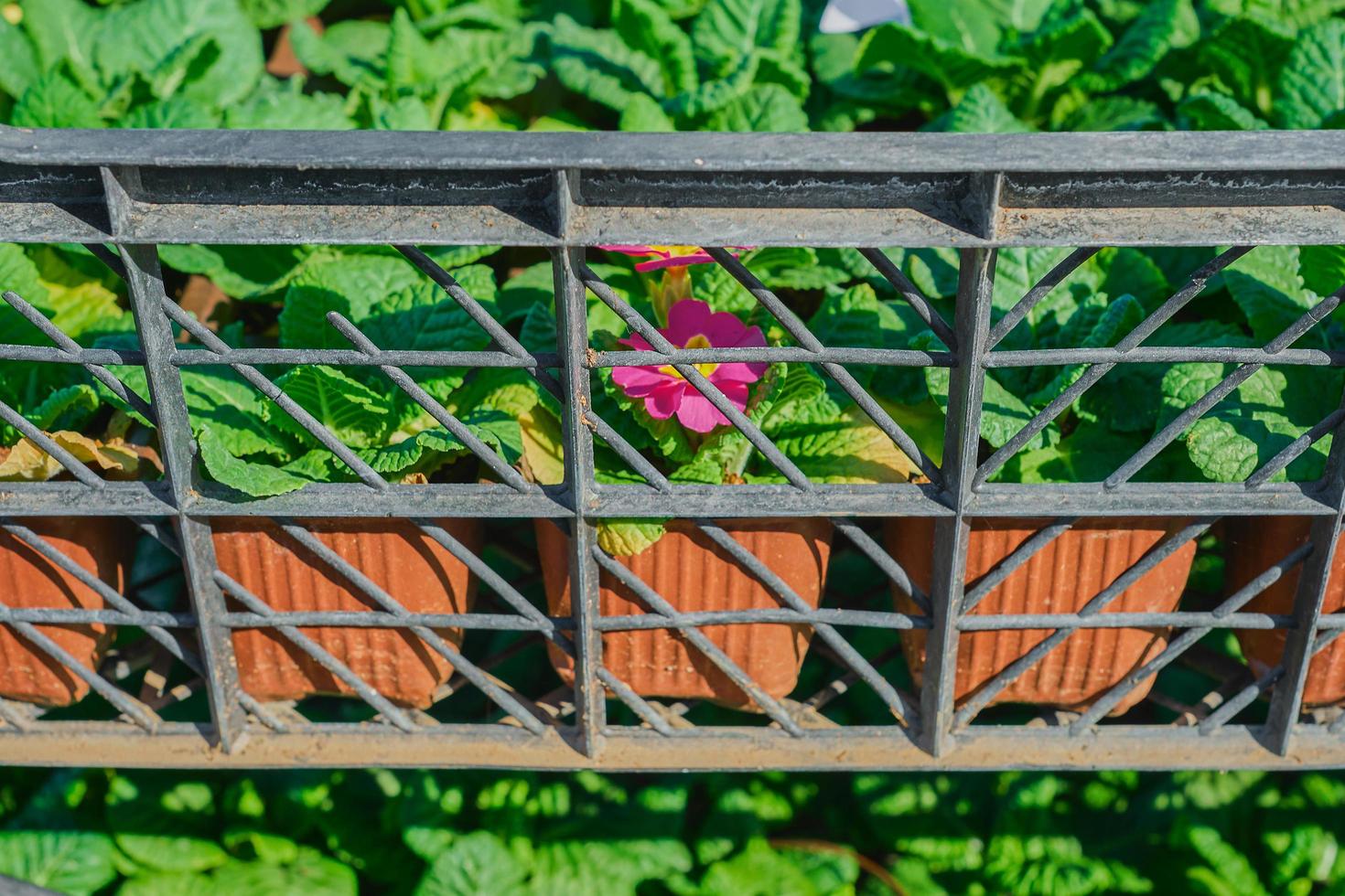 Preparing plants for planting, seedlings in square black boxes with cells, planting spring primrose flowers in the park. hello spring, gardening in spring photo