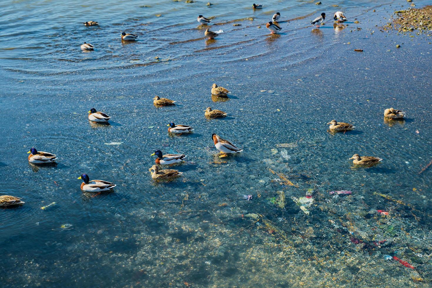 Pollution of rivers and seas with plastic waste and garbage, ducks swim in a reservoir polluted with waste, the risk of life and the well-being of ecosystems, a day to care for the earth photo