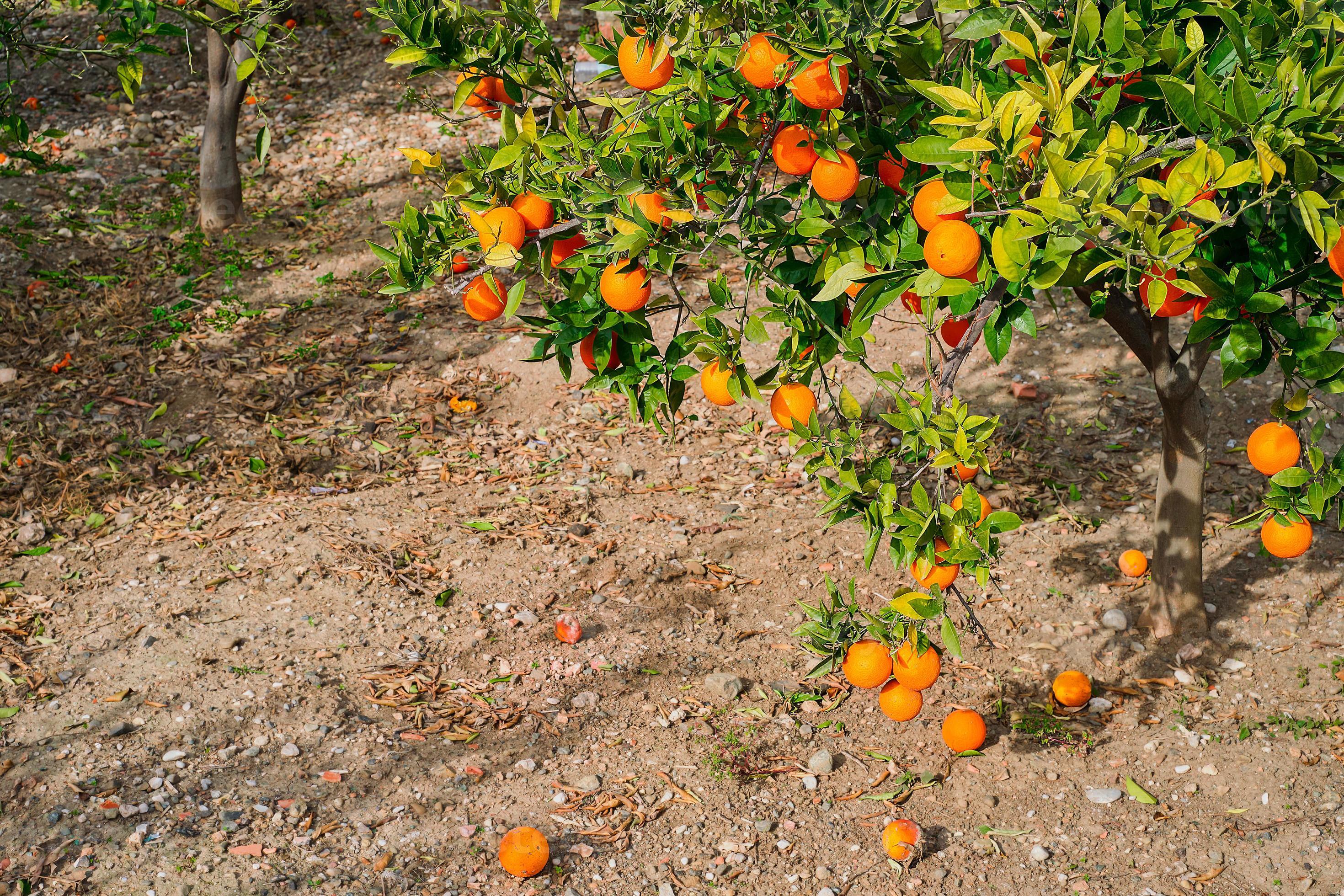 Orange tree in the garden, ripe fruit fruits fall to the ground, seasonal products. Growing