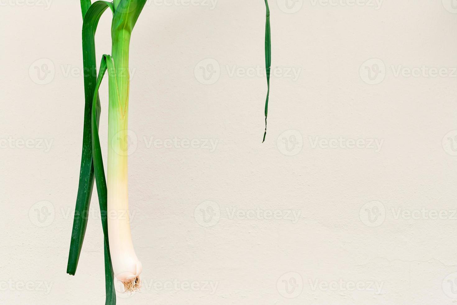 leek on a light beige wall background with copy space, fresh vegetables from the farmer's market. photo