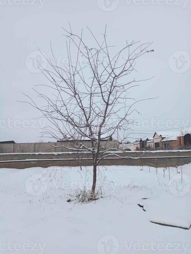 campo yarda seco árbol creciente en nieve. pequeño árbol rama en aldea. foto