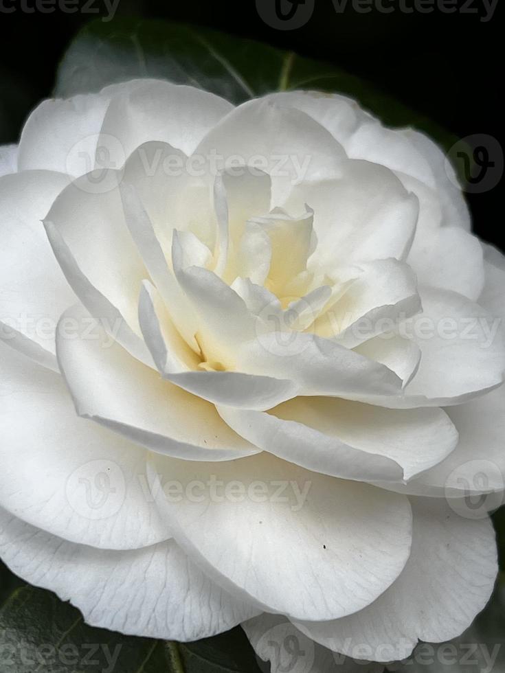 Blossom of white camellia, Japanese Camellia, Camelia japonica, side view, closeup, Macro. photo