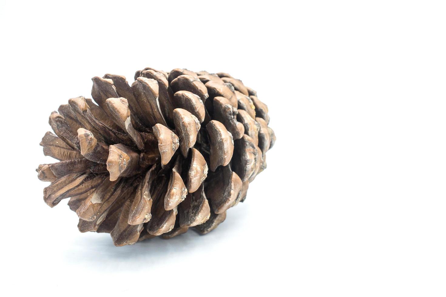 Cedar pine cone isolated on white background. Pine cones are a symbol of autumn. photo