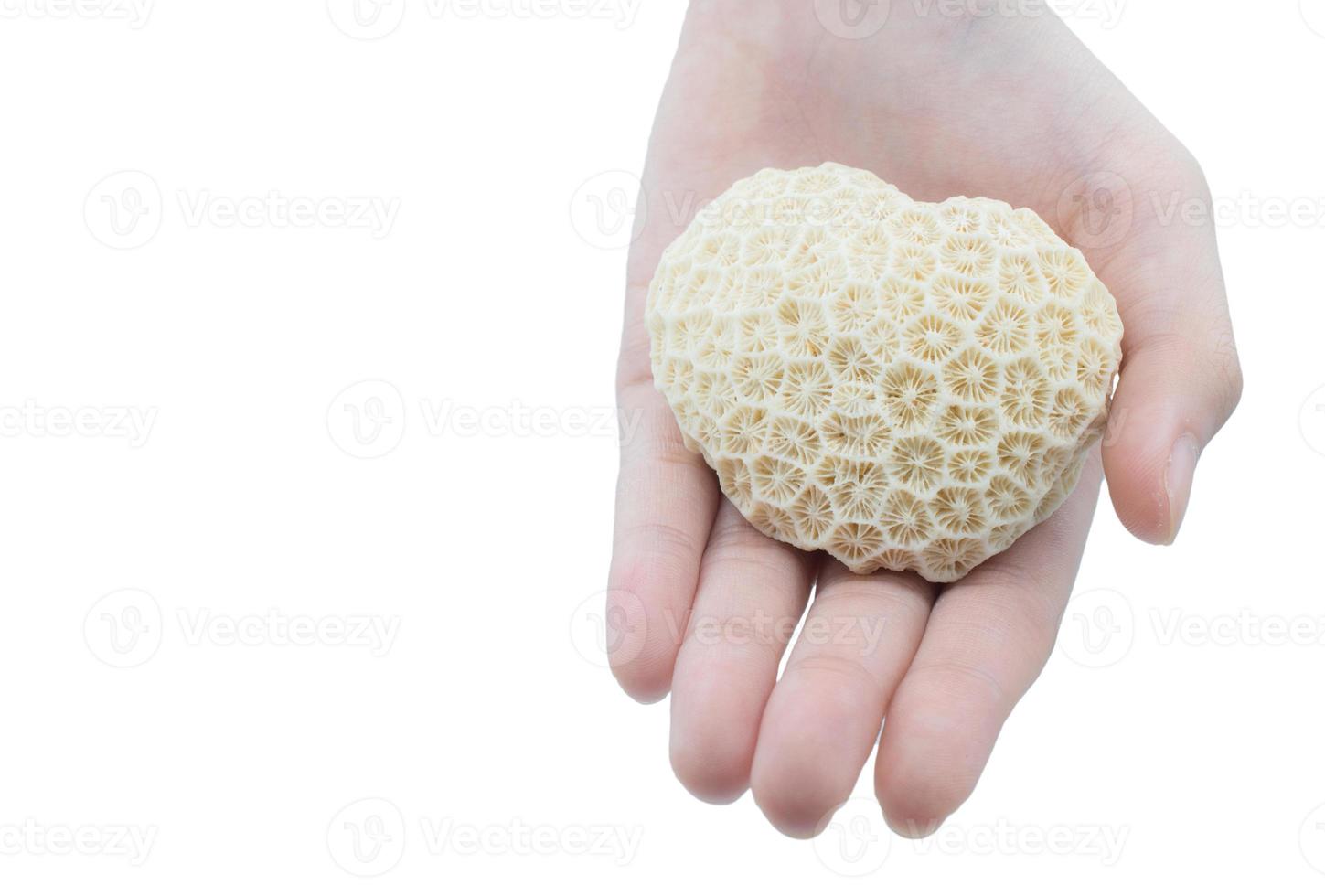 Dead coral shape like heart on someone hand. Corals are marine invertebrates within the class Anthozoa of the phylum Cnidaria. photo