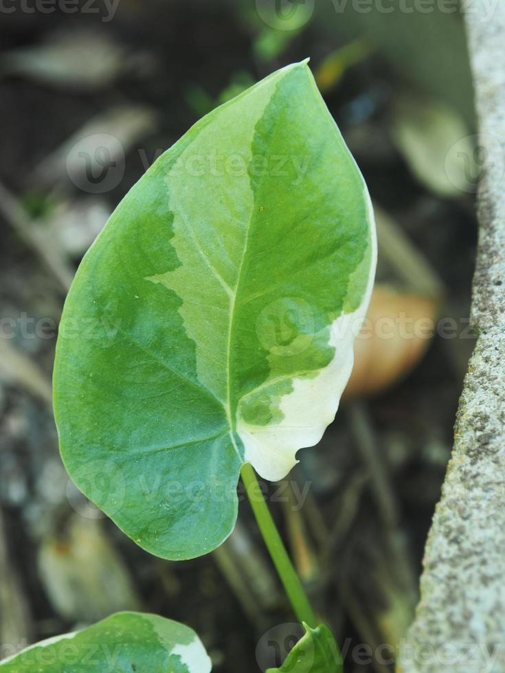abigarrado planta y homalomena abigarrado blanco y verde leafe foto