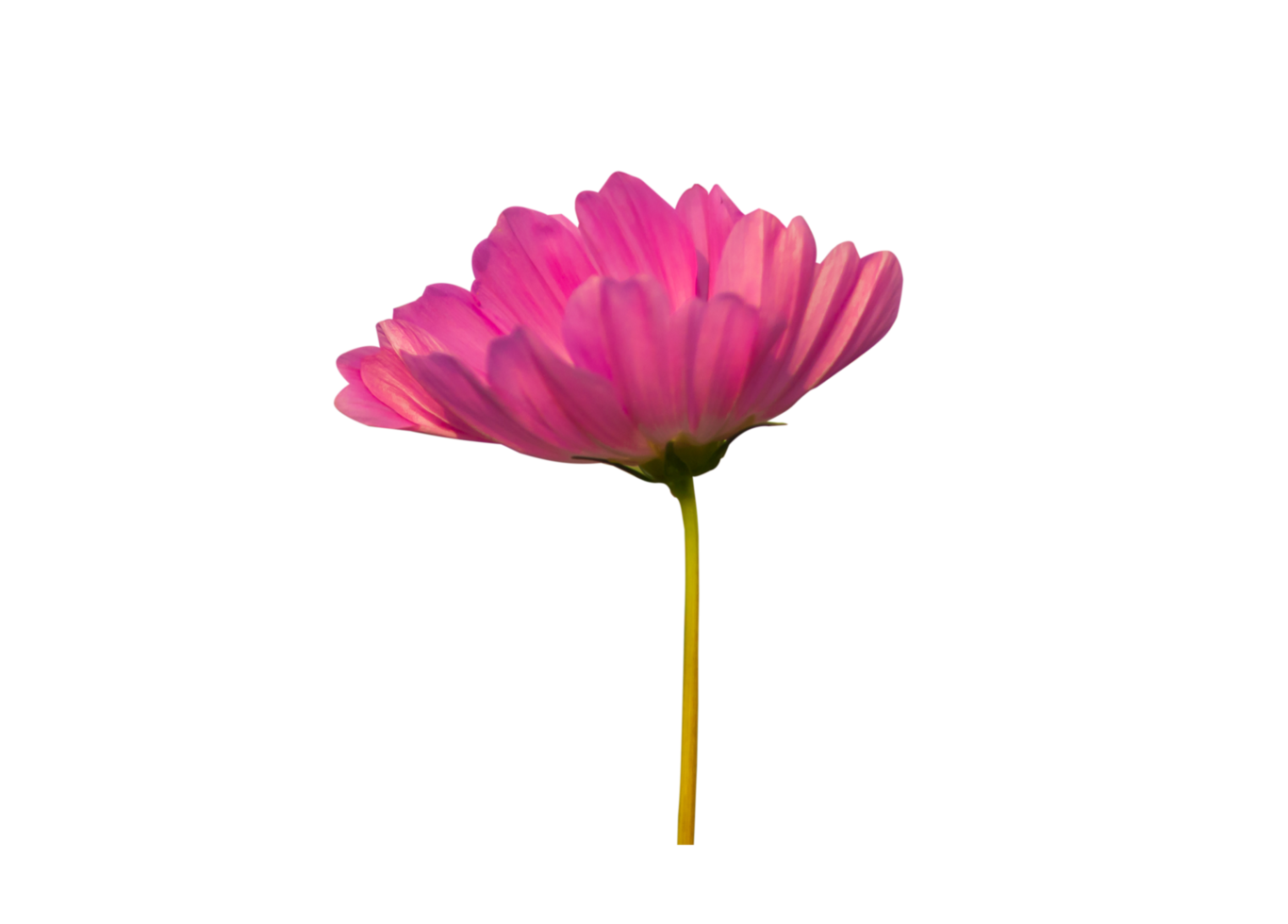 Cosmos flower on transparent background png