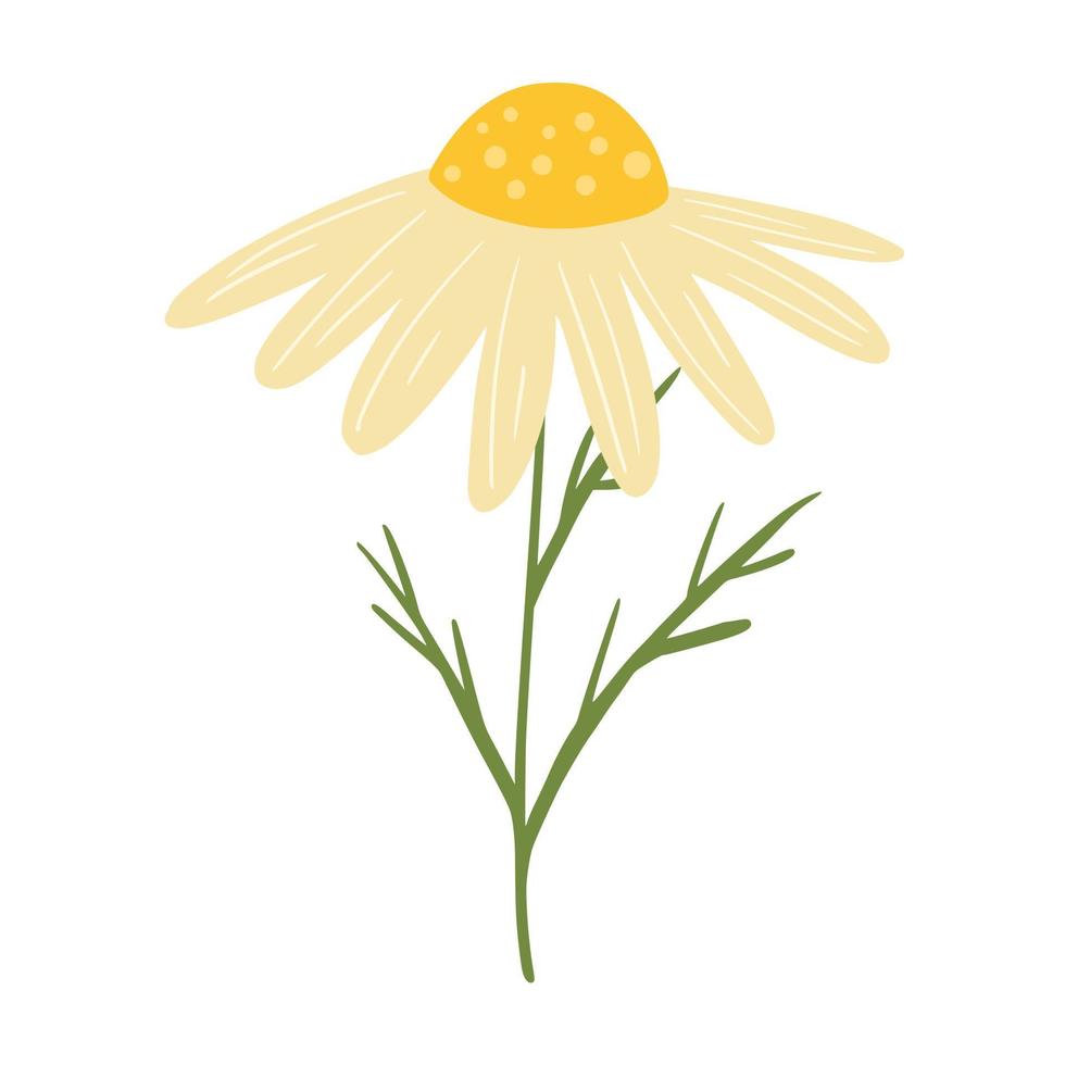 chamomile flower flat icon isolated vector