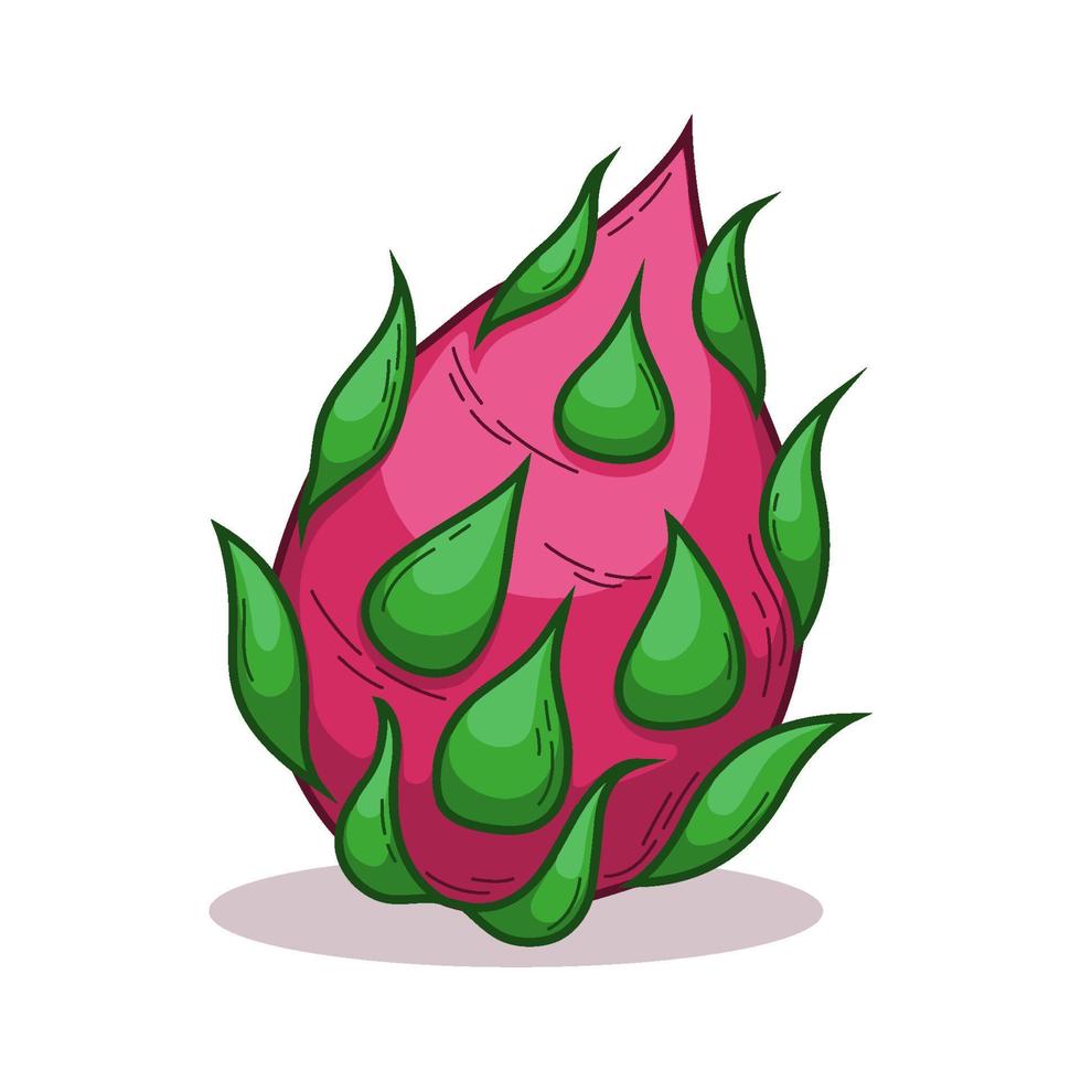 Hand Drawn Tropical Dragon Fruit vector