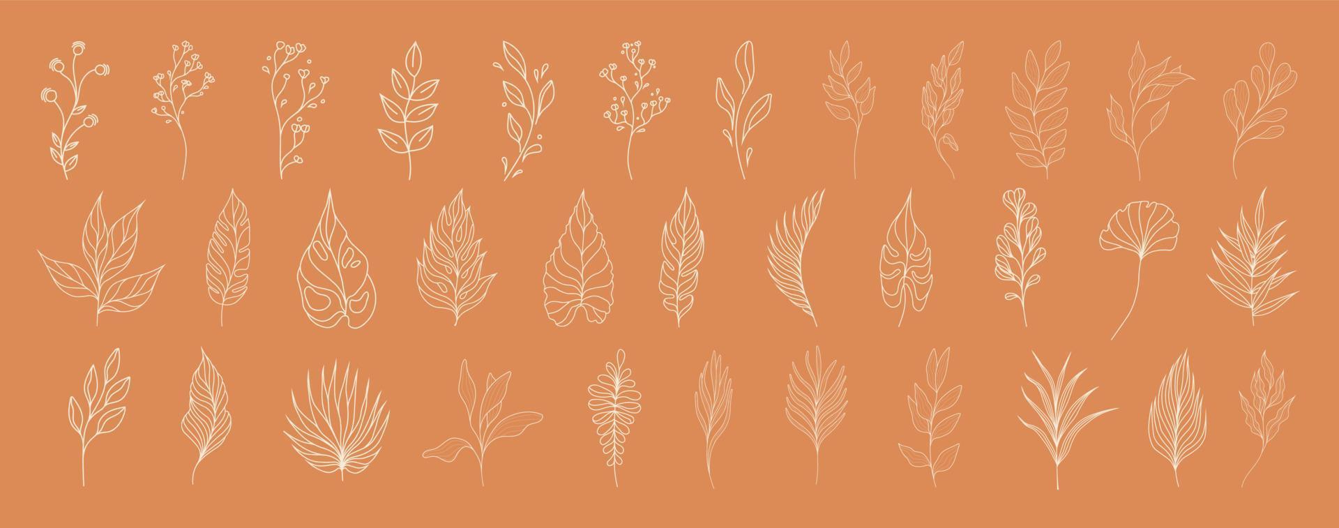 conjunto de hojas. plantas tropicales. herbario. perfecto para diseños de productos a base de hierbas. vector