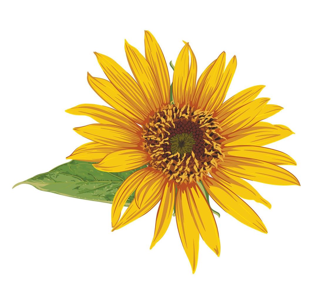 Sunflower head flower with green leaf isolated on white background. Botanical floral illustration of yellow summer flower vector