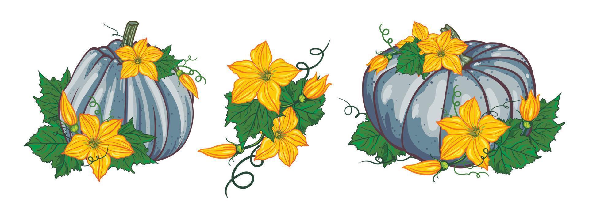 autumn set of blue pumpkins with green leaves and yellow flowers on a white background. botanical vector illustration