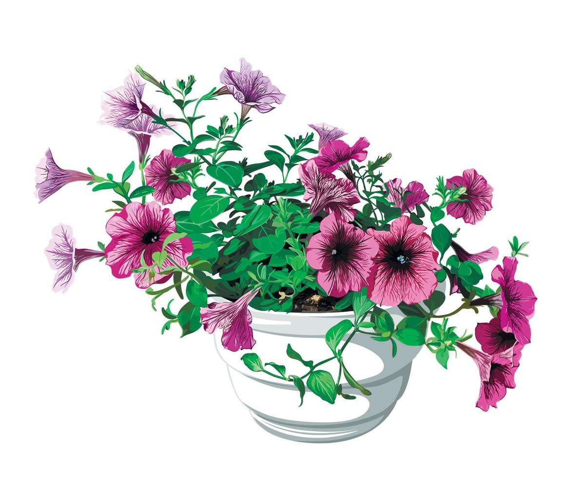 Pink and purple petunia flowers in a white pot on a white background vector