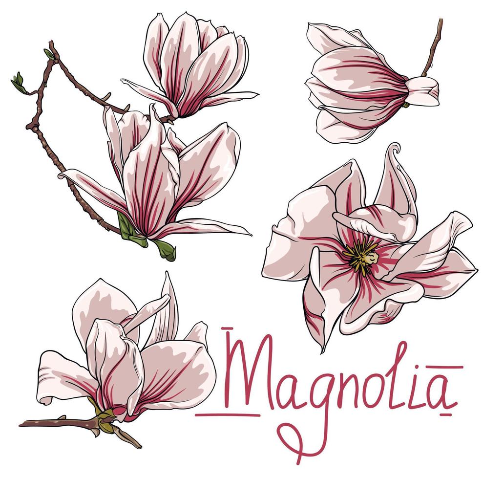 vector flowers and branches of magnolia on a white background. magnolia outline, color vector illustration of magnolia flowers and branches