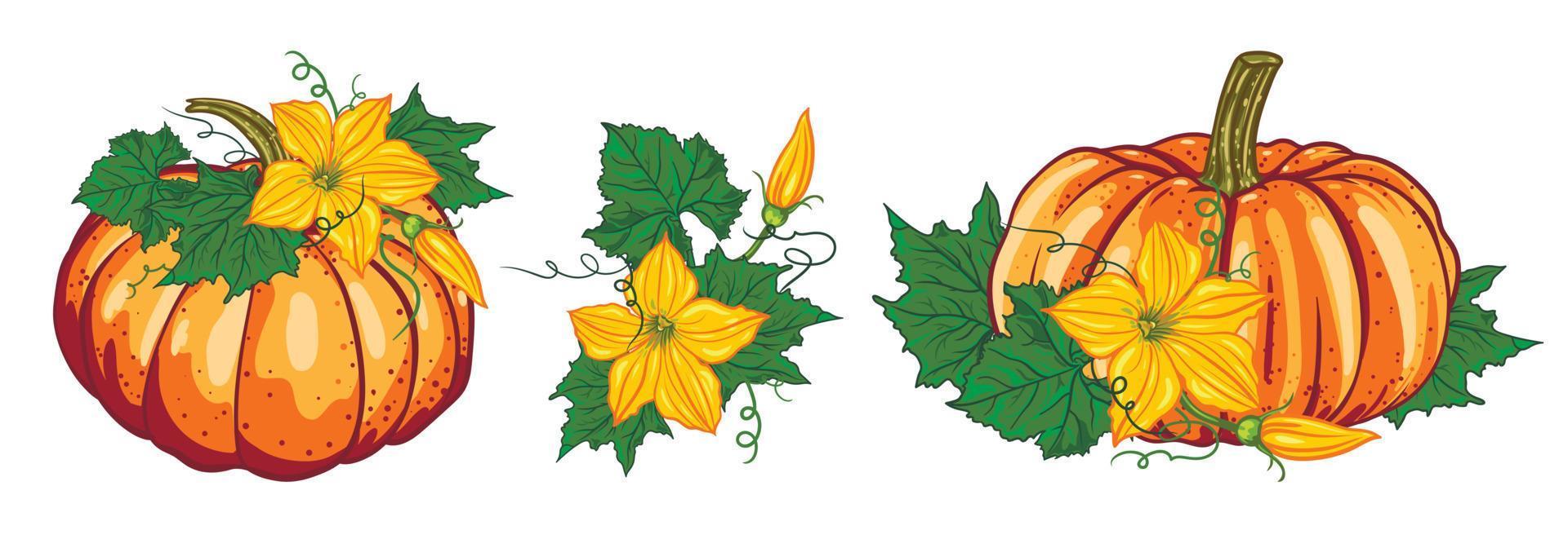 otoño conjunto de naranja calabazas con verde hojas y amarillo flores composición. botánico vector ilustración