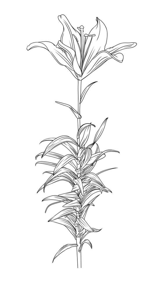 mano dibujado negro contorno lirio flor en vástago con hojas. botánico vector ilustración