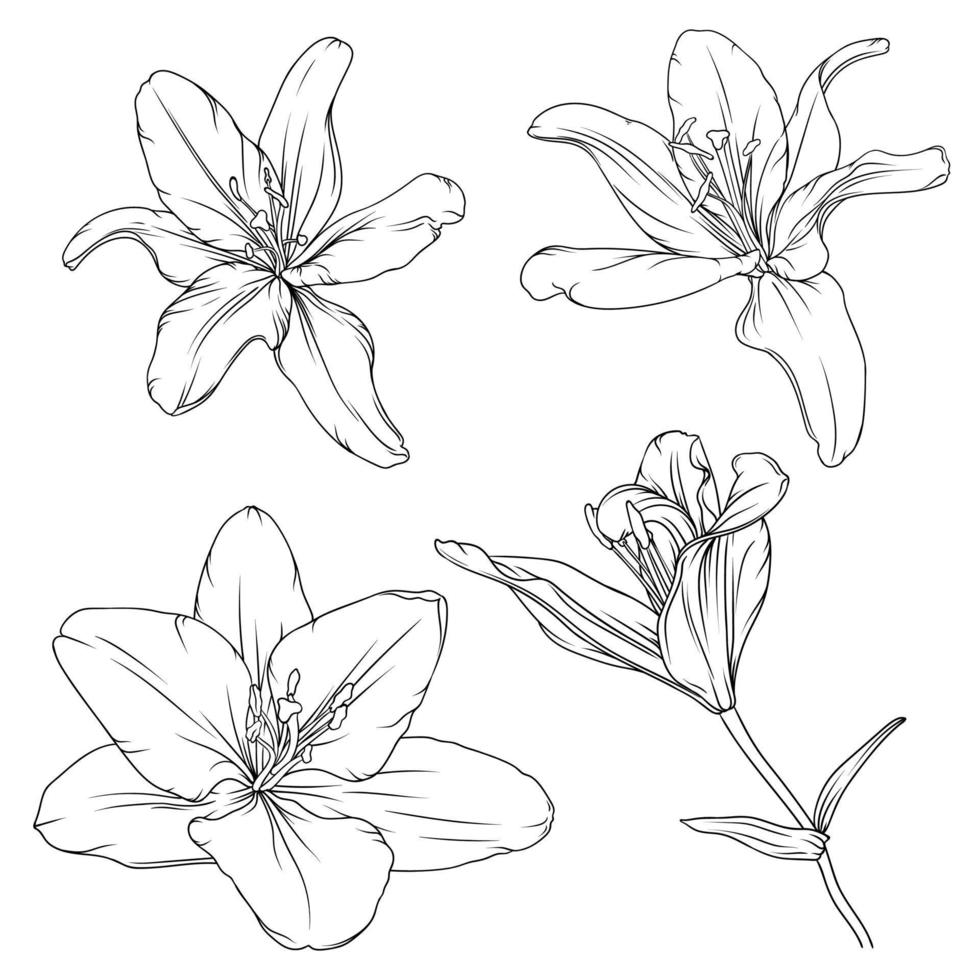 set of hand drawn black outline lily flowers isolated on white background vector