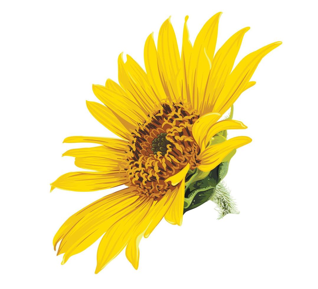 Sunflower head flower isolated on white background. Sunflower vector illustration. Botanical floral illustration of yellow summer flower