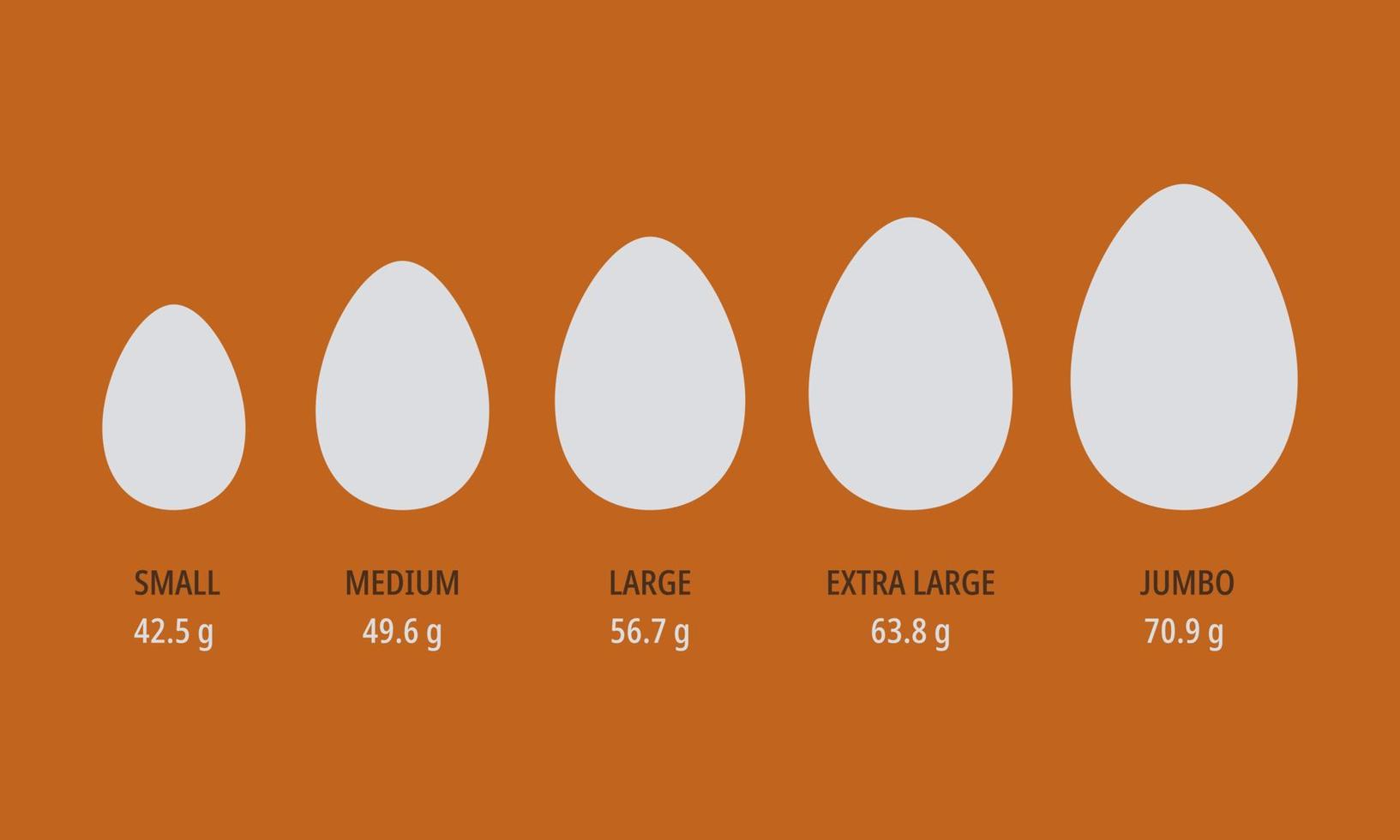 Eggs size infographic. Breakfast protein meal. Chicken eggs with name and weight. Vector